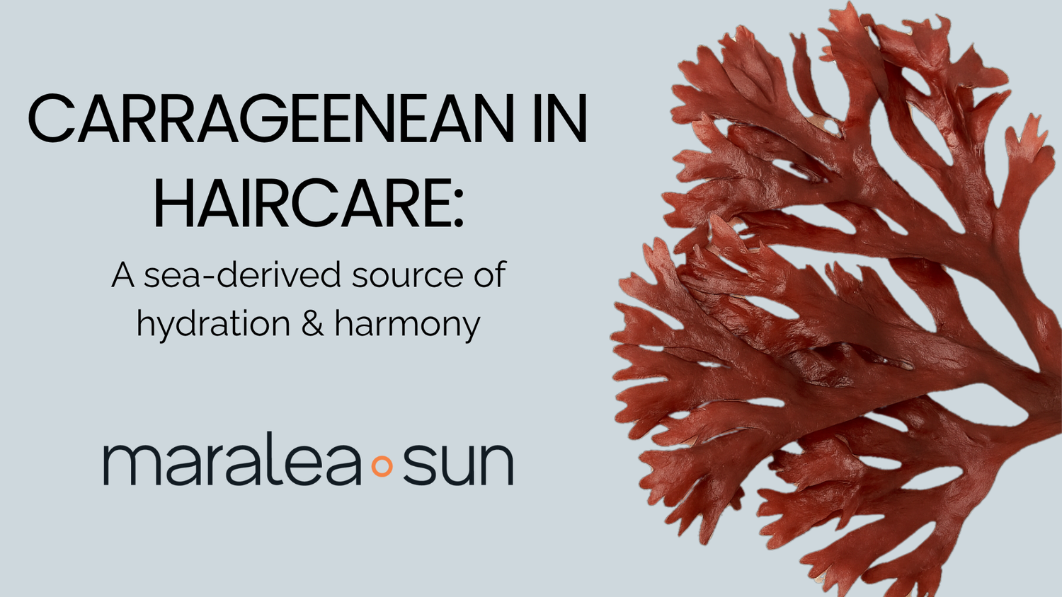 Carrageenan in Haircare: Why We Use It, and Why It Matters